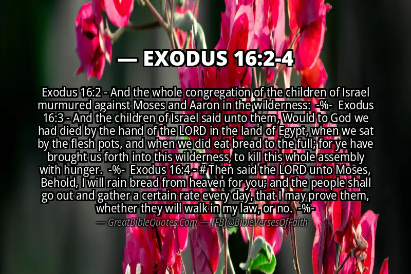 Image for EXODUS 16:2-4 Bible verse