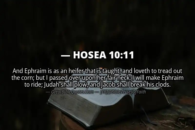 Bible verse: HOSEA 10:11 Image