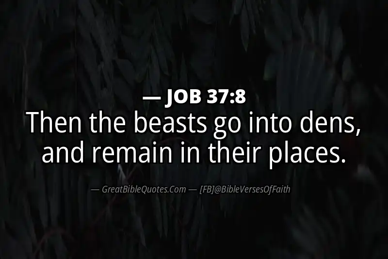 JOB 37:8 Verse