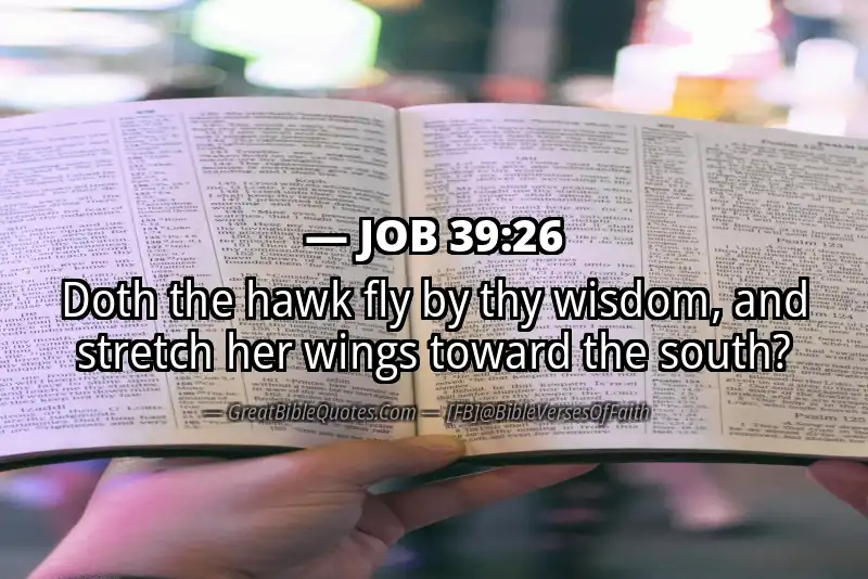 JOB 39:26 Verse