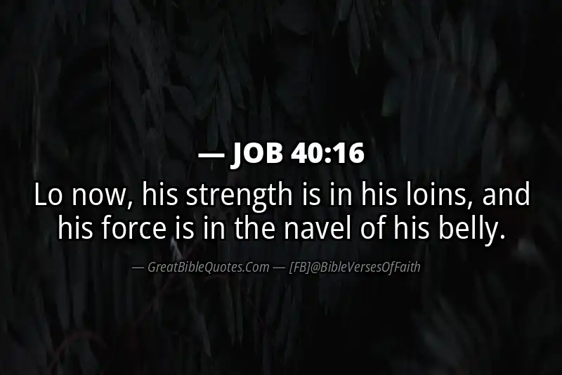 JOB 40:16 Verse