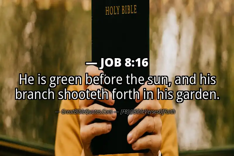 JOB 8:16 Verse