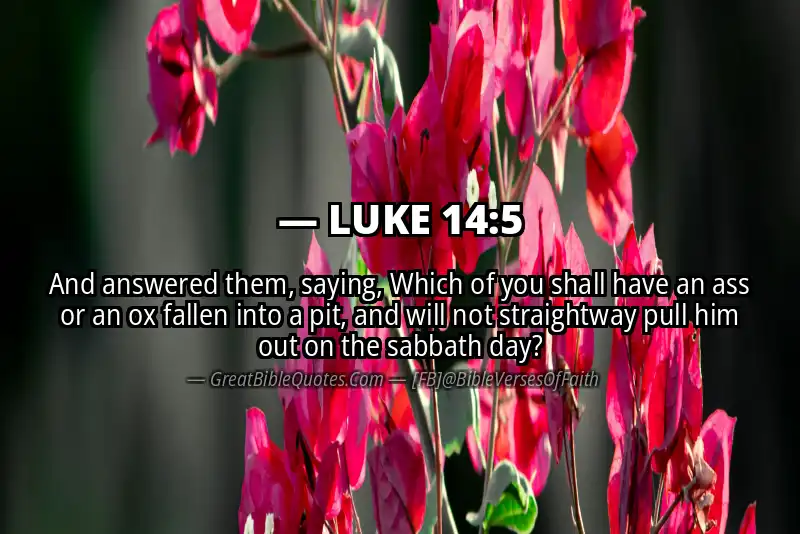LUKE 14:5 Verse