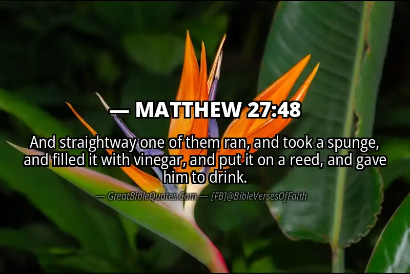 MATTHEW 27:48 Verse