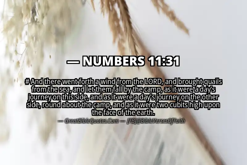 NUMBERS 11:31 Verse