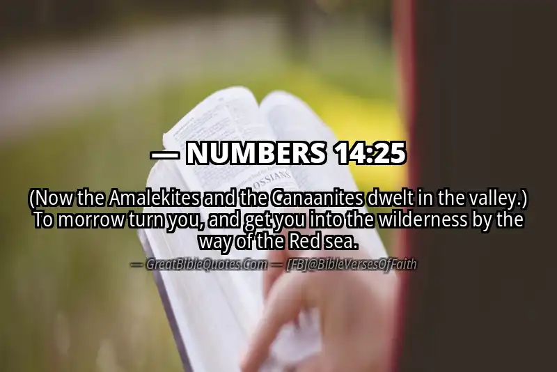 NUMBERS 14:25 Verse
