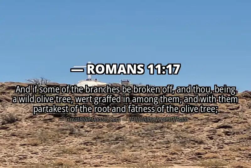 ROMANS 11:17 Verse